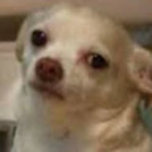 Meet your Posher, 26william